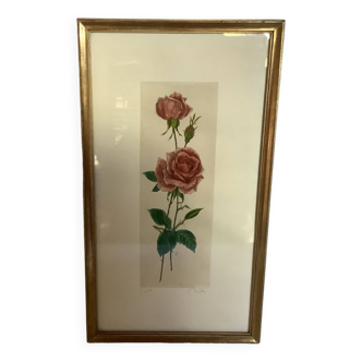 Pink rose flowers frame
