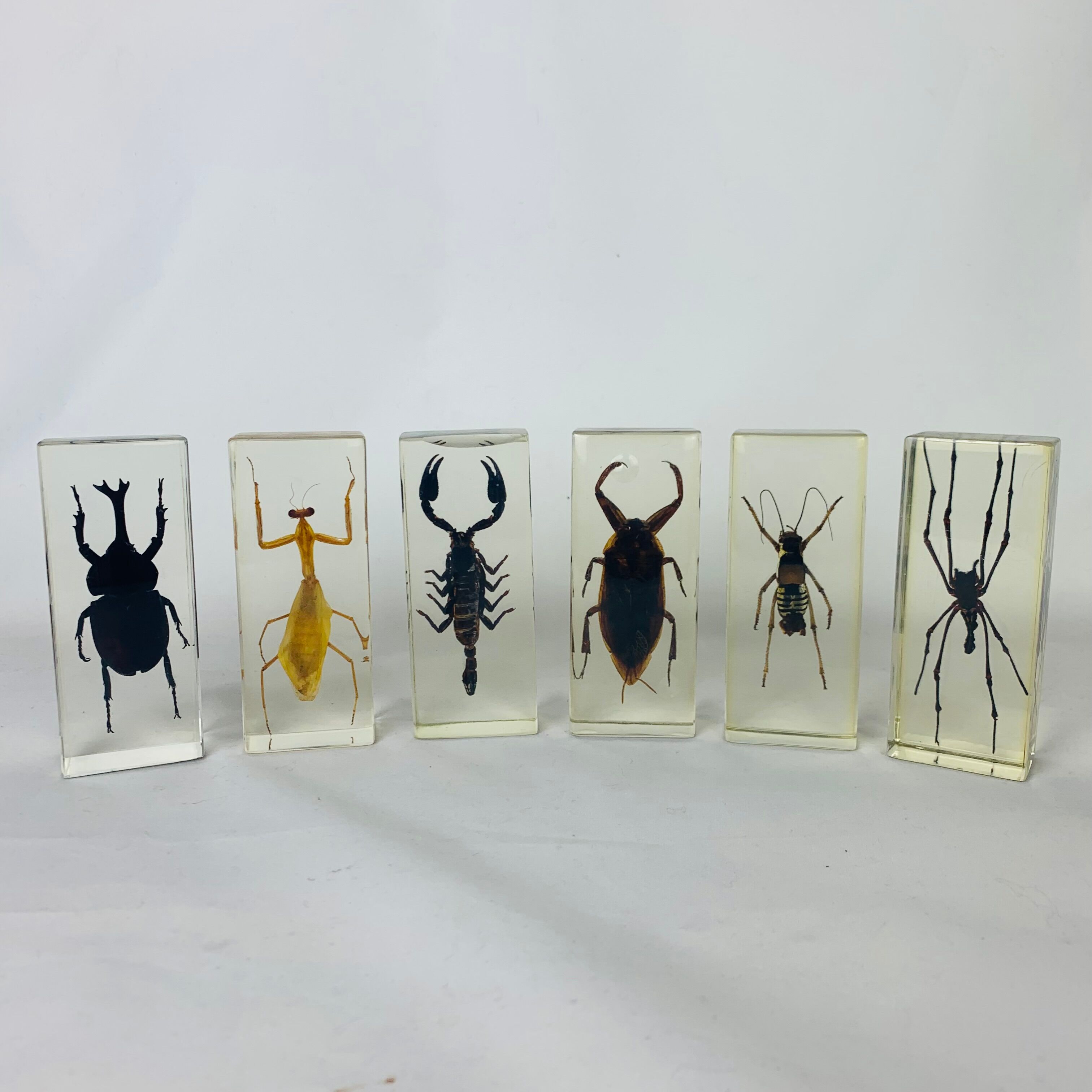 6 insects resin object of curiosity