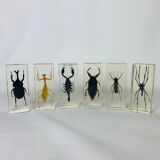 6 insects resin object of curiosity