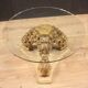 Italian lacquered and gilded round coffee table with glass top