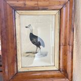Bird lithographs