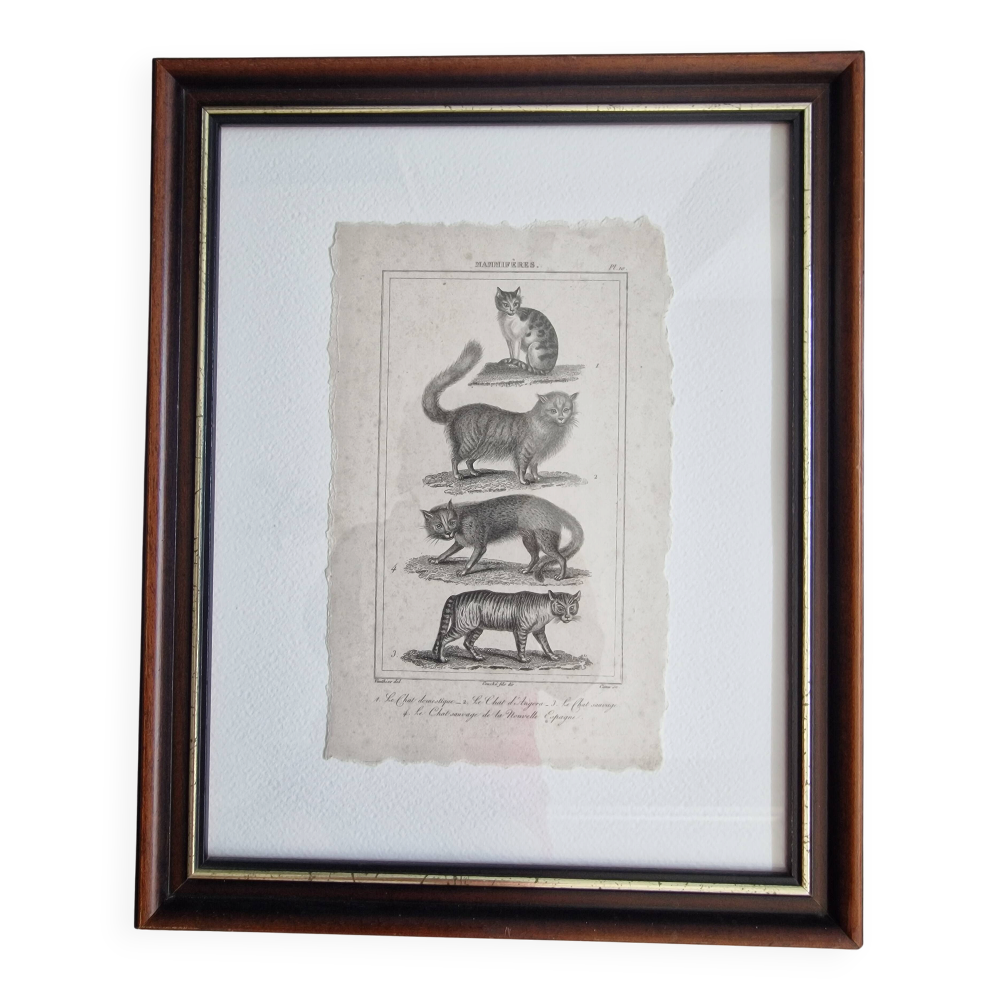 Old print Cats edition Panckoucke