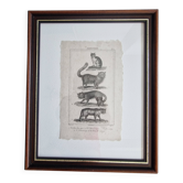 Old print Cats edition Panckoucke