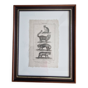 Old print Cats edition Panckoucke