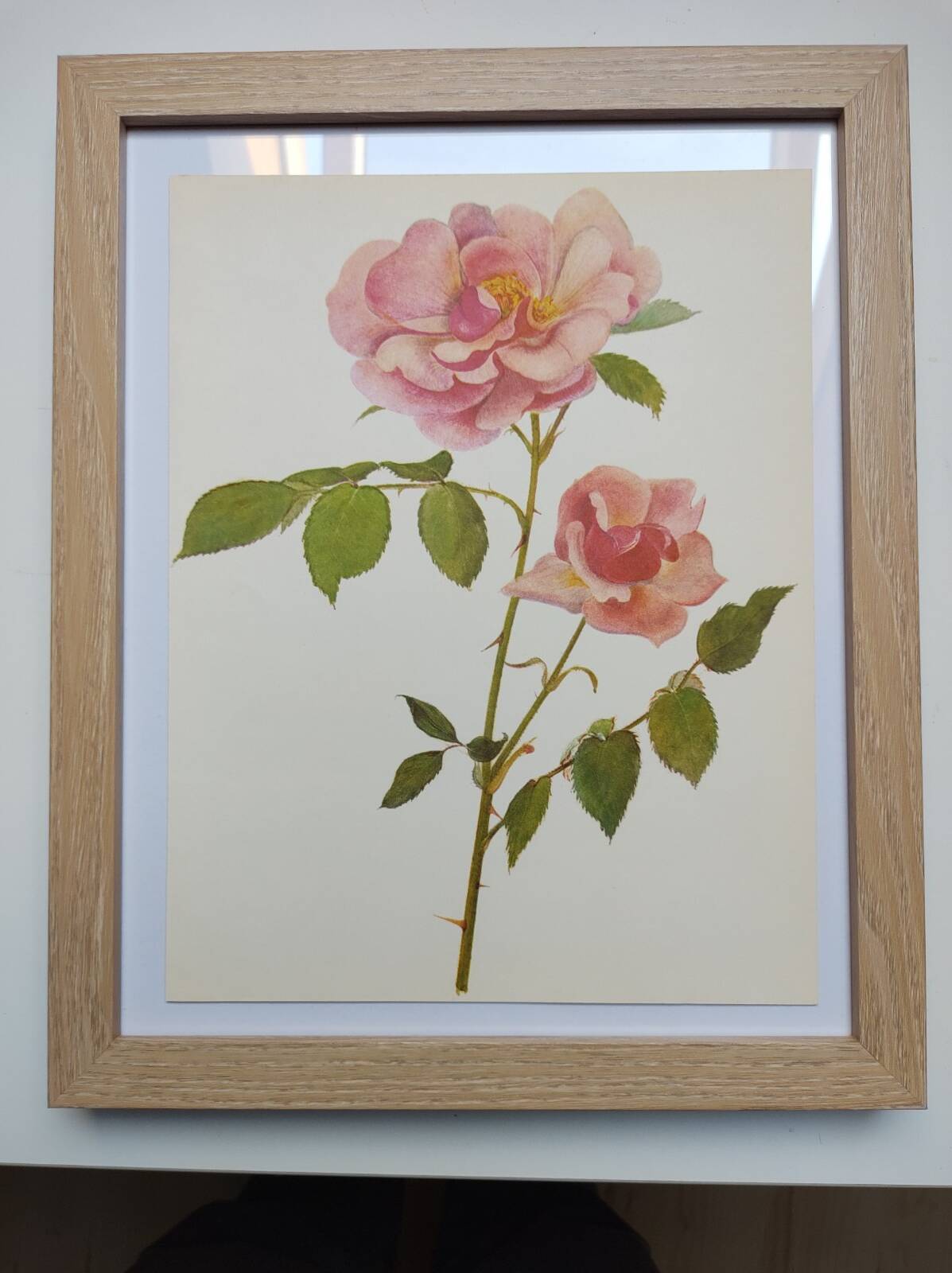 Botanical plate from 1968 Madame Caroline Testout - Vintage flower and rose illustration