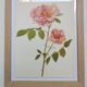 Botanical plate from 1968 Madame Caroline Testout - Vintage flower and rose illustration