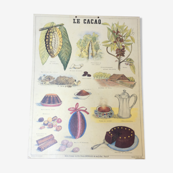 Pedagogical poster "cacao" school museum of Emile Deyrolle