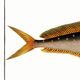 Poster on the mahi-mahi, fish, based on an old engraving.