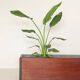 1960s indoor planter