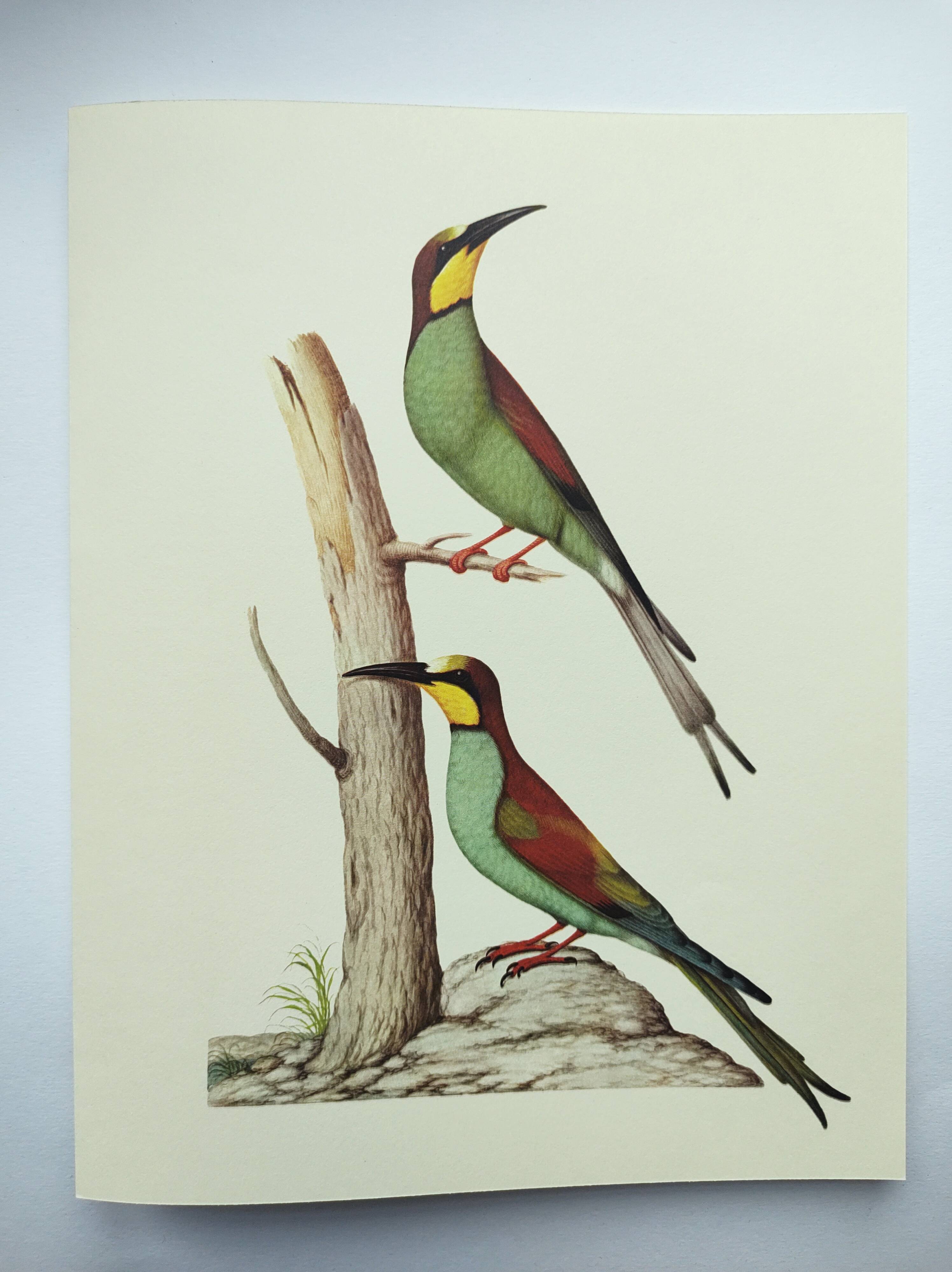 Old illustration - European bee-eater - Zoological and ornithological board from the 70s - Bird