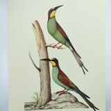 Old illustration - European bee-eater - Zoological and ornithological board from the 70s - Bird