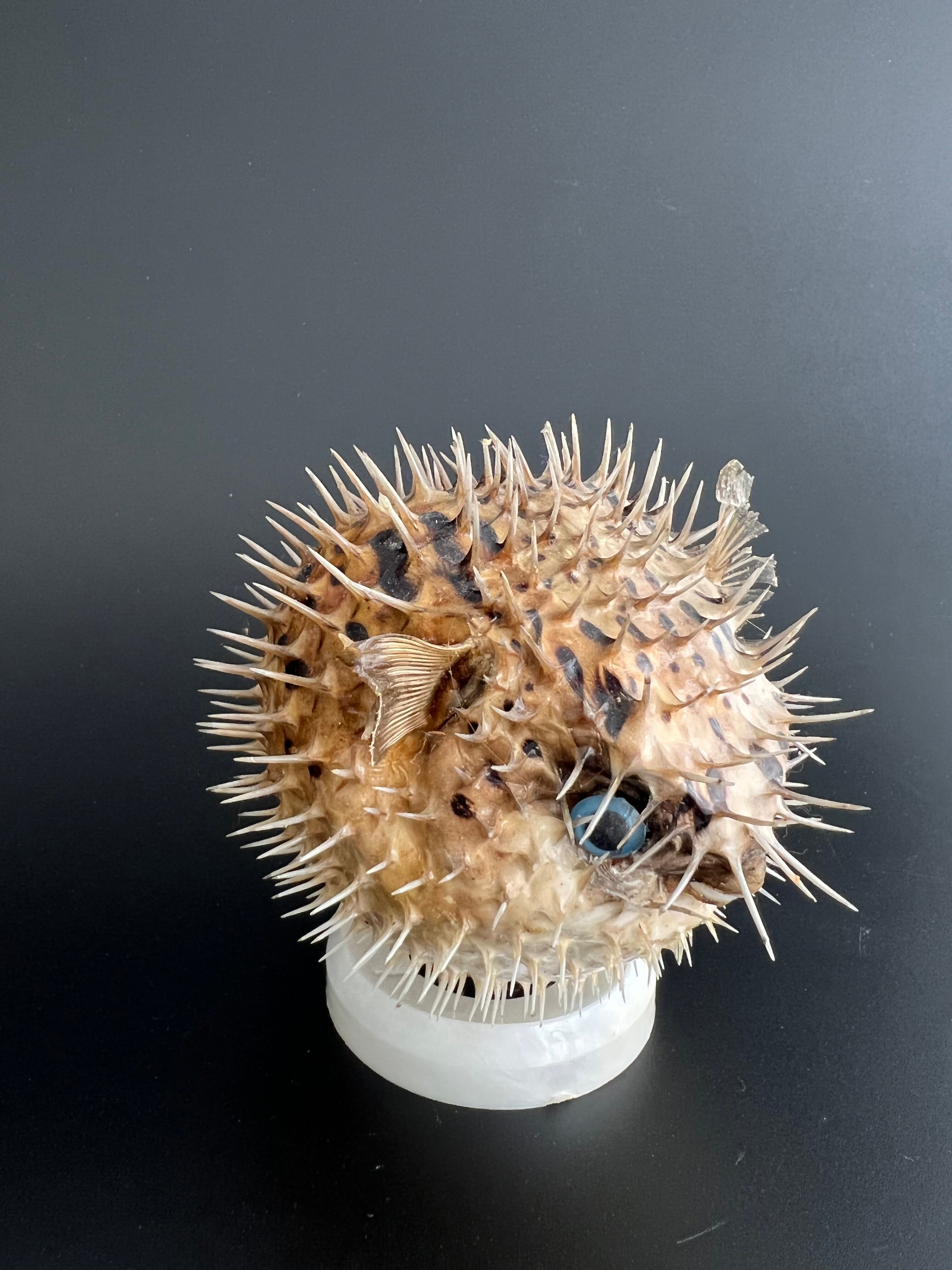 Naturalized diodon fish