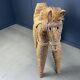 Vintage Spanish straw life size pony/horse, 1960s