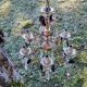 Bronze chandelier with grapevines of amber purple crystal color 6 branches