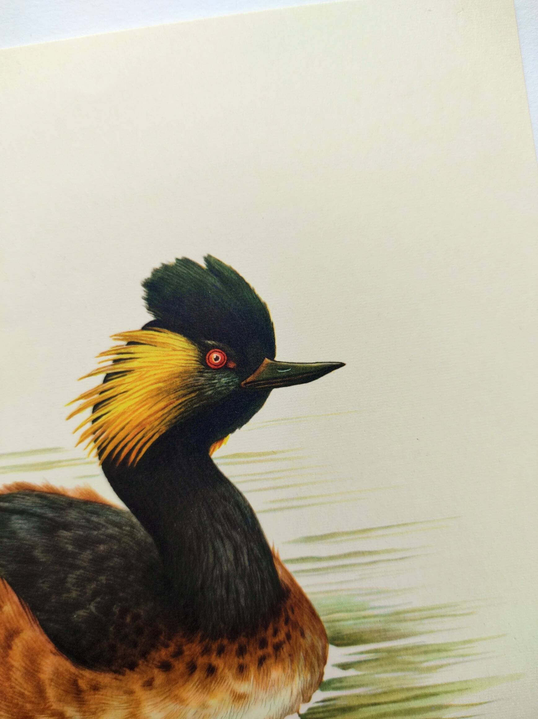 Antique bird plate from the 60s - Black-necked Grebe - Vintage illustration