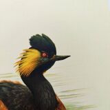 Antique bird plate from the 60s - Black-necked Grebe - Vintage illustration