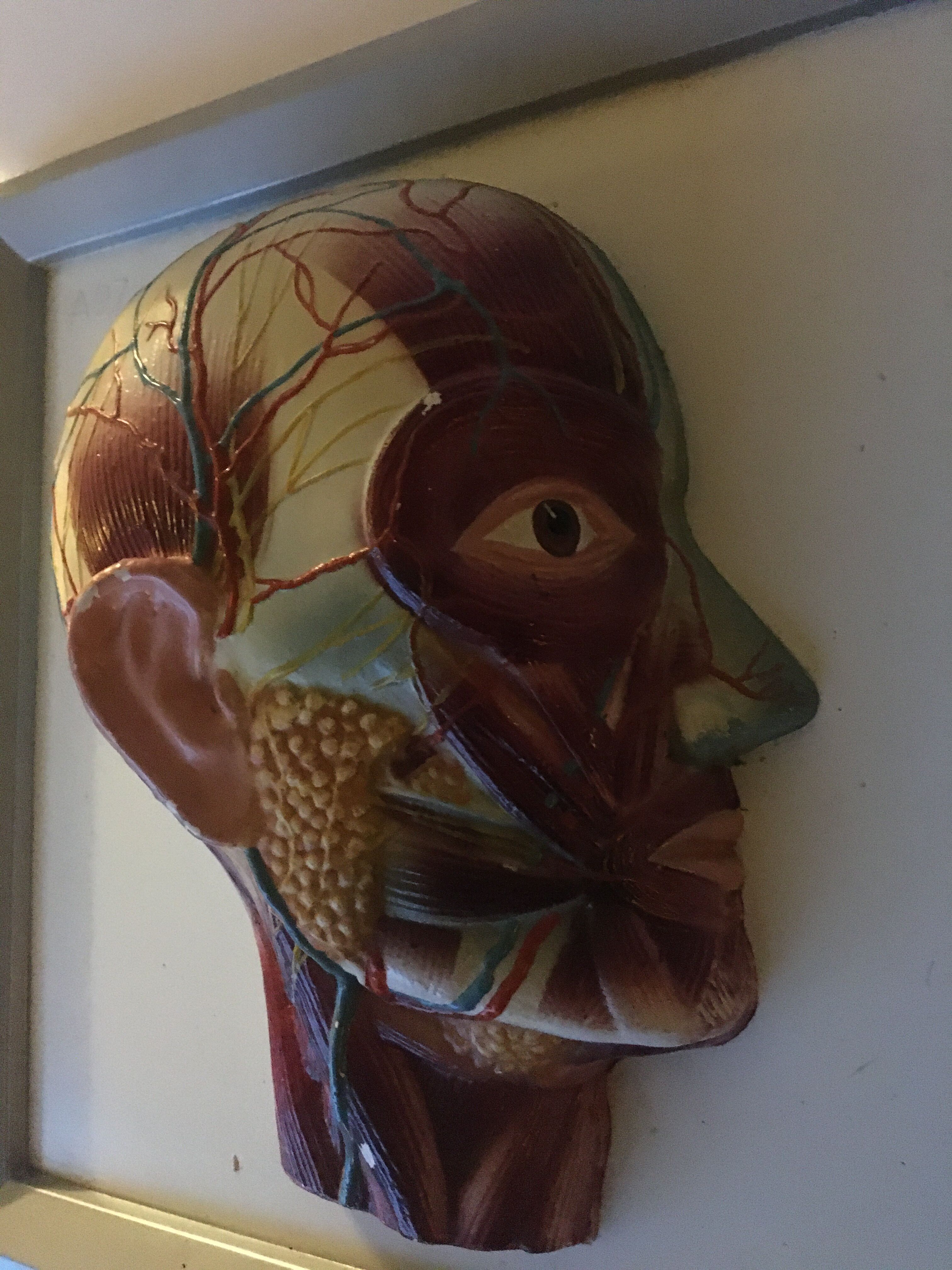 Vintagev skinned head