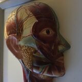 Vintagev skinned head