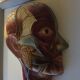 Vintagev skinned head