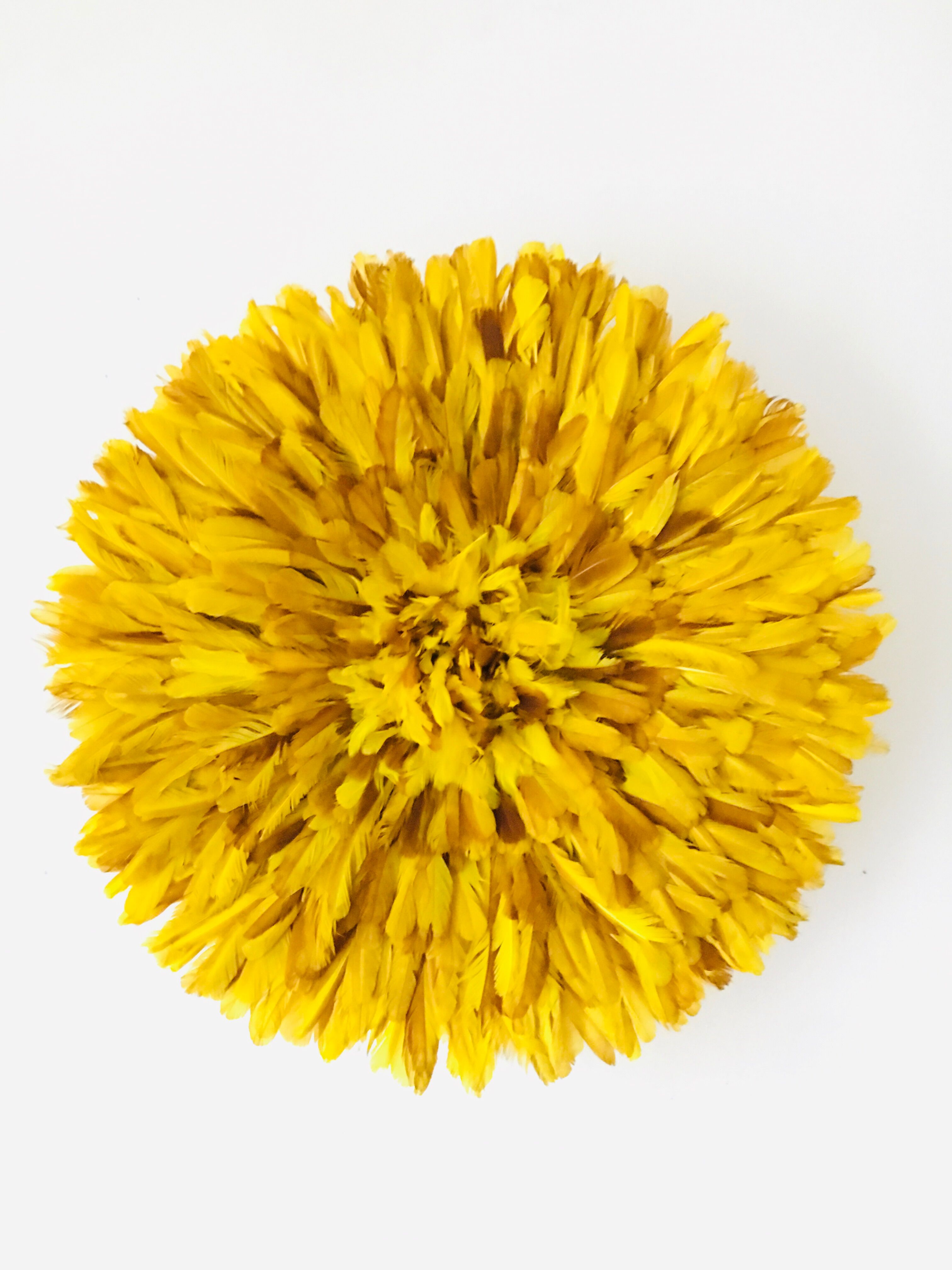 Yellow Jujuhat 55 cm