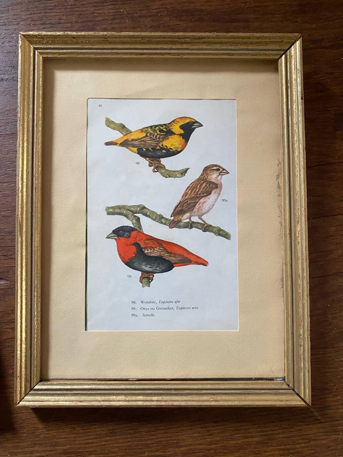 Ornithological frames “birds in cages”.