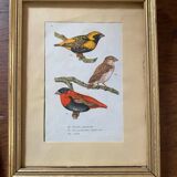 Ornithological frames “birds in cages”.