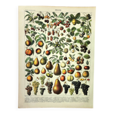 Gravure de 1897 - Fruits par A. Millot - Lithographie ancienne cuisine