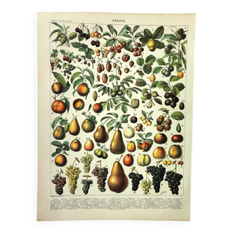 Engraving from 1897 - Fruits I by A. Millot - Old lithograph kitchen