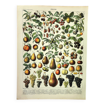 Gravure de 1897 - Fruits par A. Millot - Lithographie ancienne cuisine