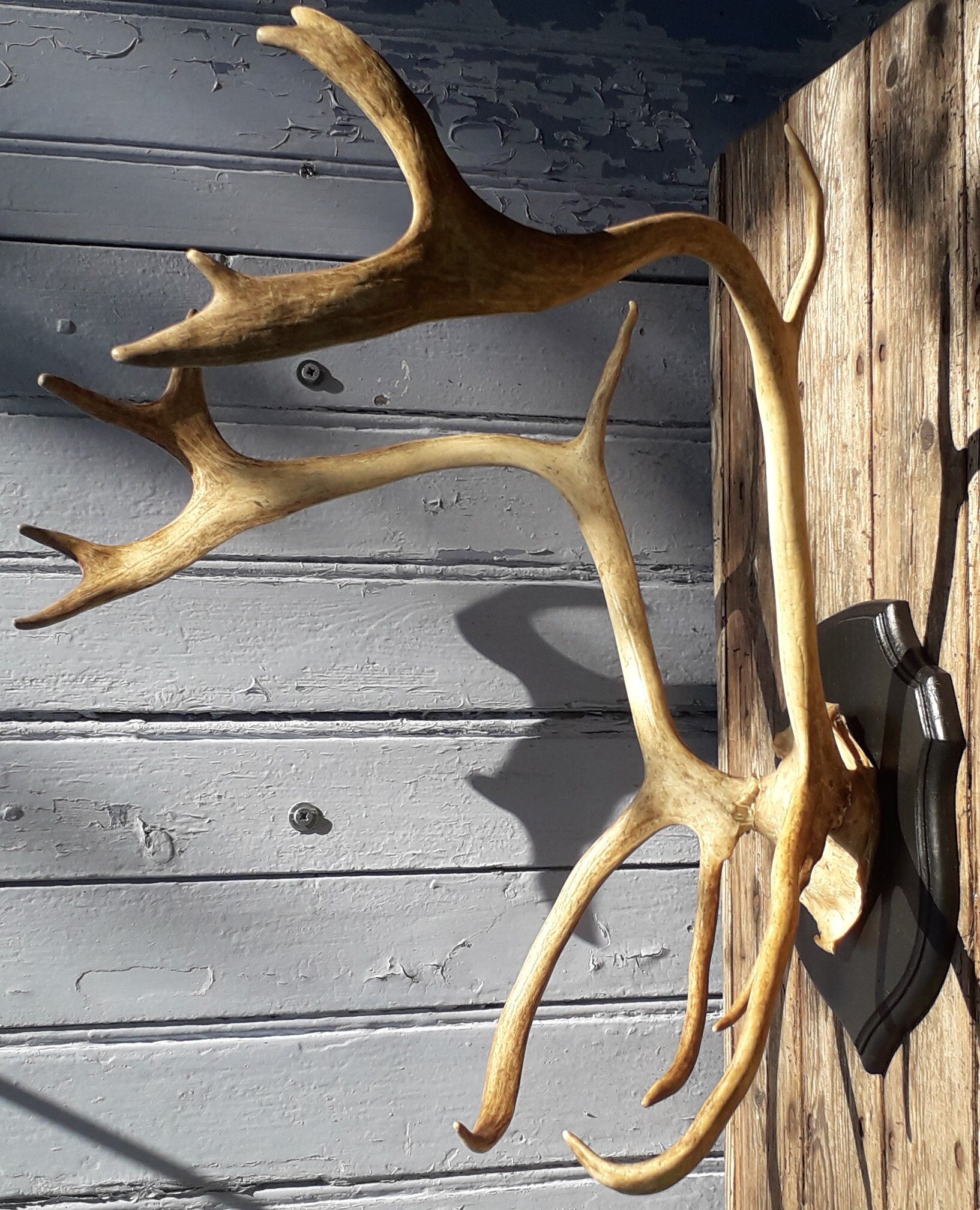 Reindeer massacre