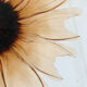 Plat tournesol en verre moulé pressé circa 1960