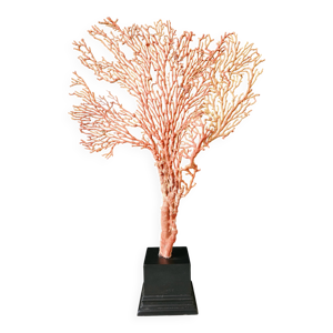 Gorgone Rouge XXL Socle