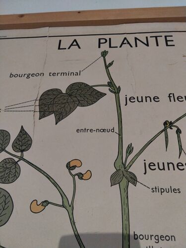 Affiche vintage botanique