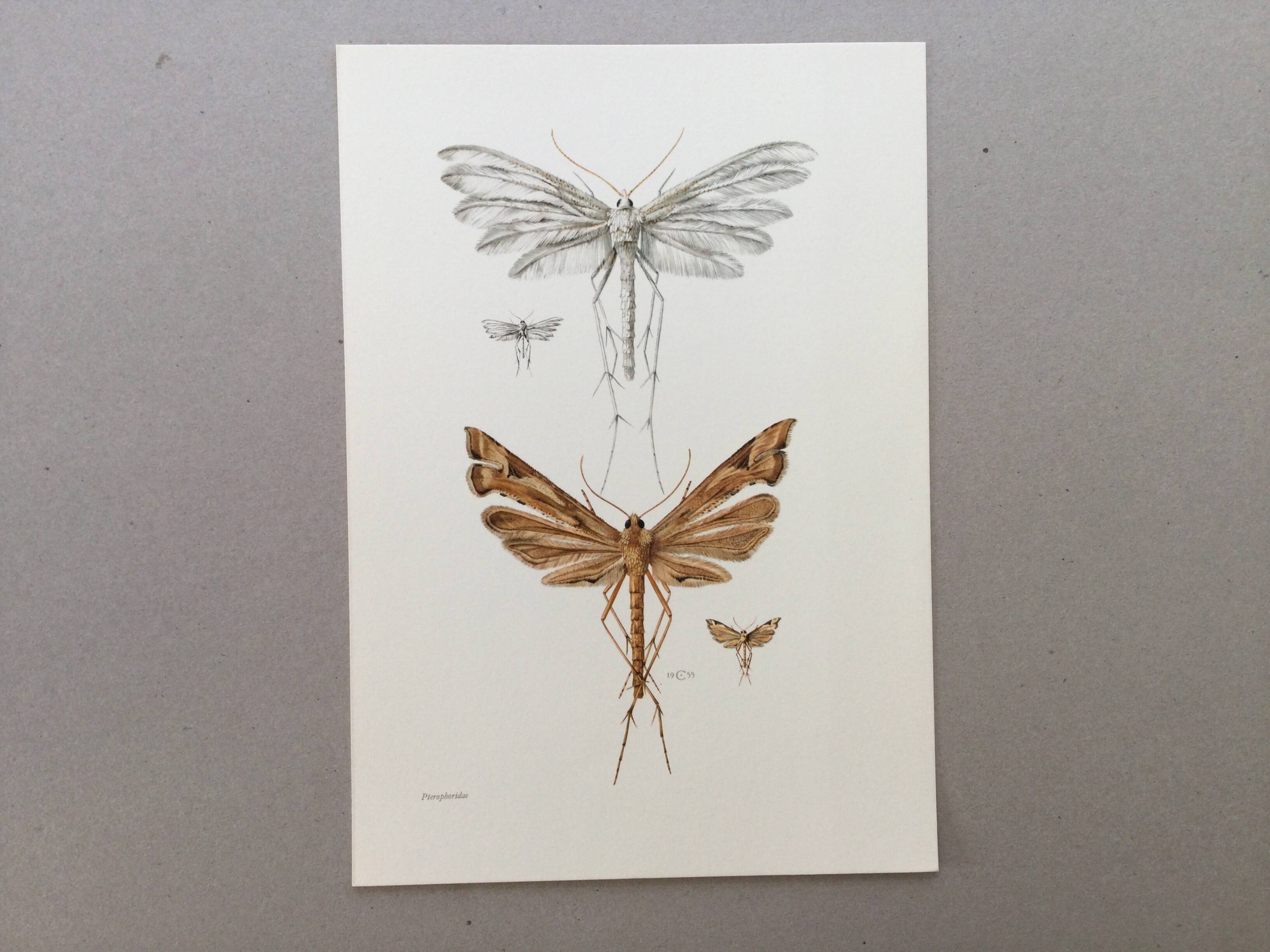 Impression vintage Insectes, illustration ancienne années 60