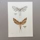 Impression vintage Insectes, illustration ancienne années 60