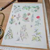 Printed in 1967, calming plants.