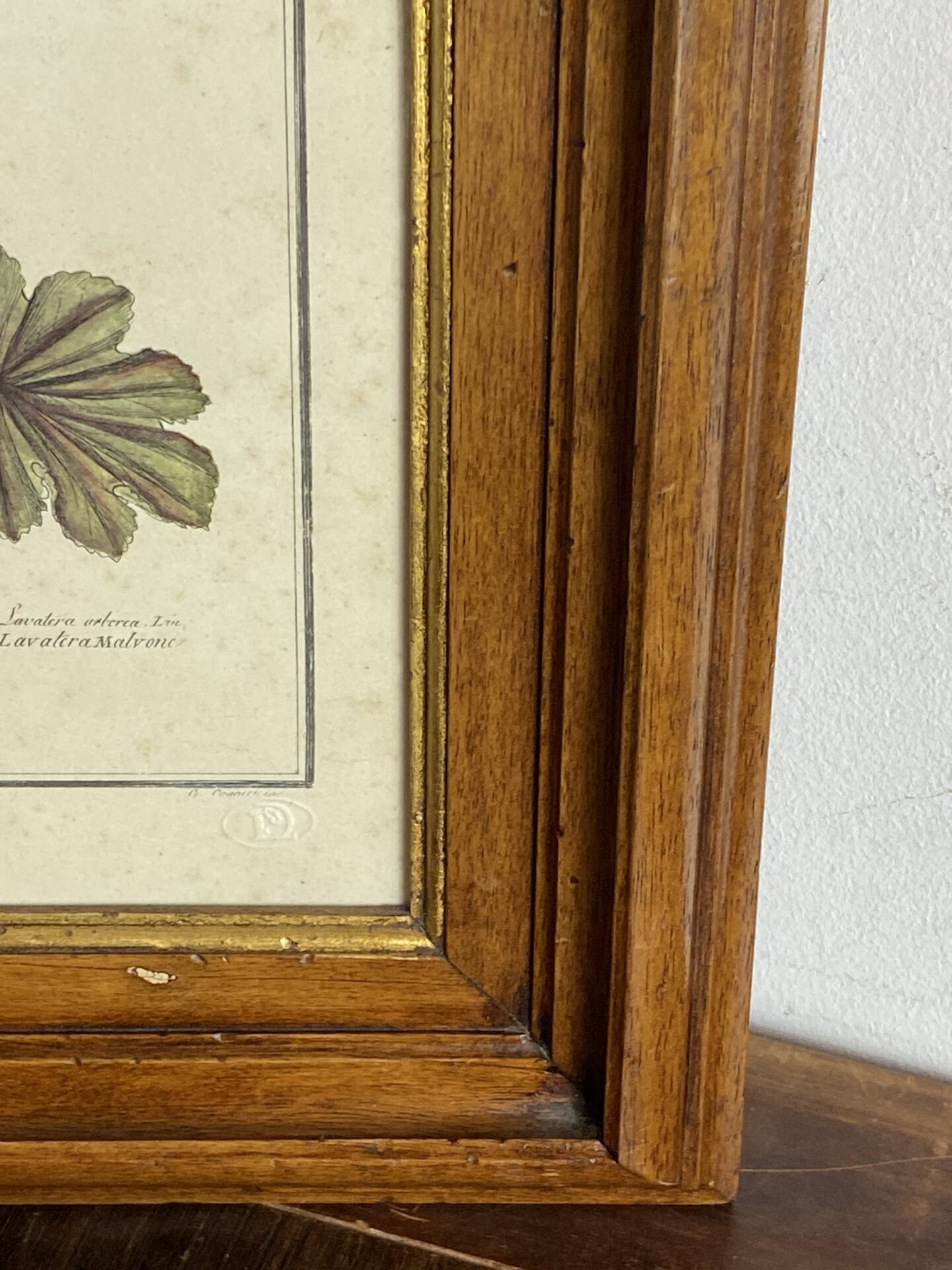Botanical engraving of Lavatera Malvone