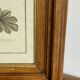 Botanical engraving of Lavatera Malvone