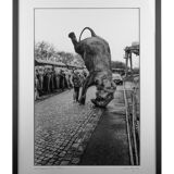 Elephant on the head