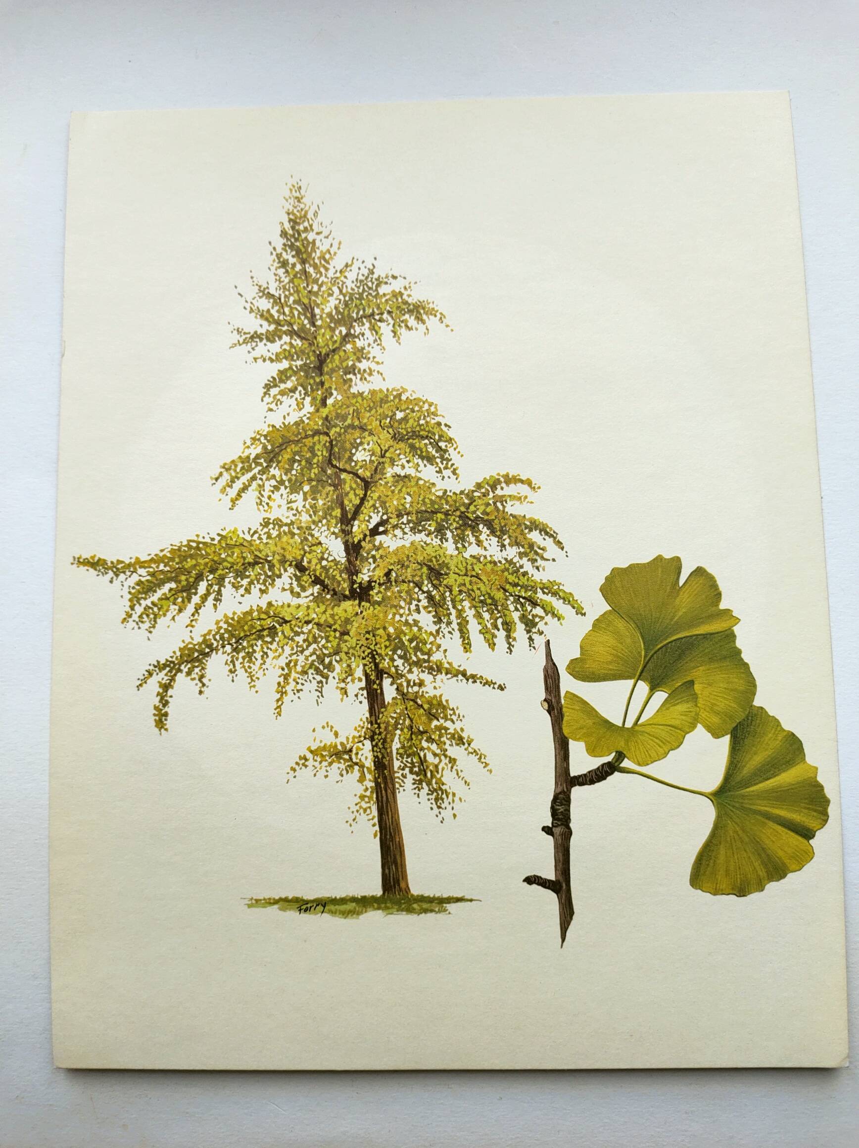 Illustration of the 40-crest tree - Vintage Botanical Nature Plate