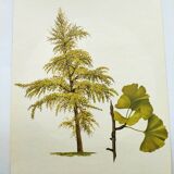 Illustration of the 40-crest tree - Vintage Botanical Nature Plate