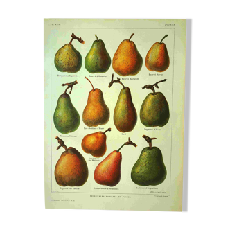 Planche de fruit -1921- de Dessertenne - Poire du verger. Gravure vintage