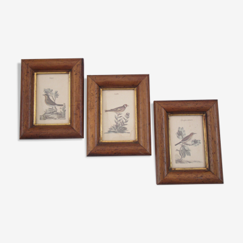 Three bird frames