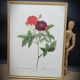 Lithograph under frame Rosier Van Eeden