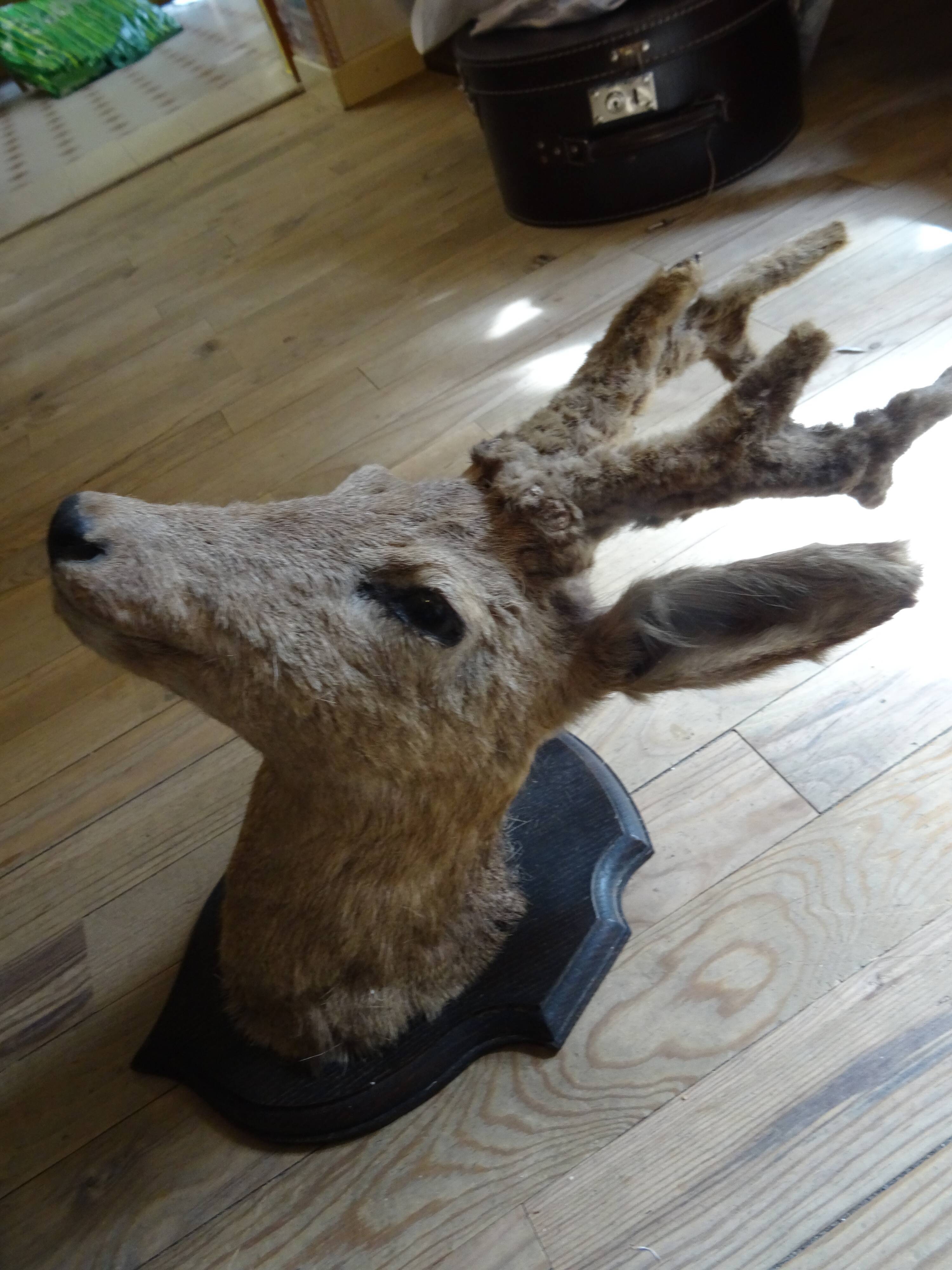 Deer head - hunting trophy