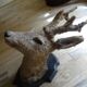 Deer head - hunting trophy