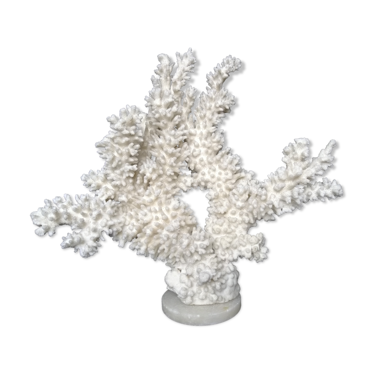 Ancient white coral