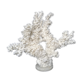 Corail blanc ancien