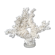 Corail blanc ancien