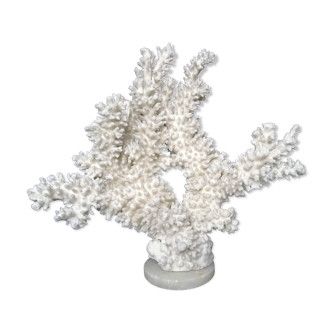 Ancient white coral
